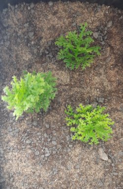 画像3: Reality in Scale[PP005]1/16-1/35 野原の茂み-スプリンググリーン