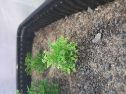 画像4: Reality in Scale[PP005]1/16-1/35 野原の茂み-スプリンググリーン