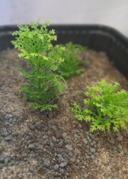 画像5: Reality in Scale[PP005]1/16-1/35 野原の茂み-スプリンググリーン