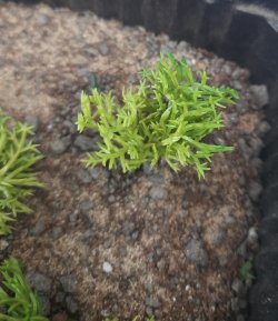 画像6: Reality in Scale[PP006]1/16-1/35 野原の茂み-マルチカラー ミディアム/ダークグリーン