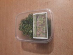 画像8: Reality in Scale[PP006]1/16-1/35 野原の茂み-マルチカラー ミディアム/ダークグリーン