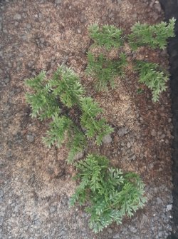 画像3: Reality in Scale[PP007]1/16-1/35 野原の茂み-マルチカラー ダークグリーン