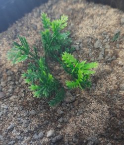 画像6: Reality in Scale[PP008]1/16-1/35 野原の茂み-マルチカラー ミディアム/ライトグリーン