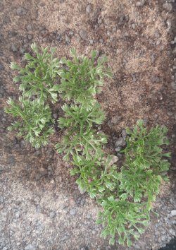 画像4: Reality in Scale[PP009]1/16-1/35 やや高い茂み-ダークグリーン