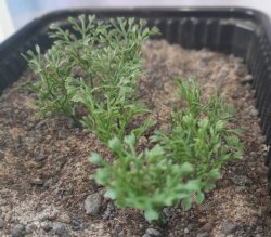 画像5: Reality in Scale[PP009]1/16-1/35 やや高い茂み-ダークグリーン