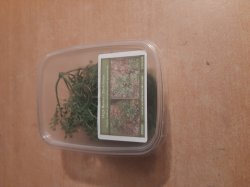 画像6: Reality in Scale[PP009]1/16-1/35 やや高い茂み-ダークグリーン