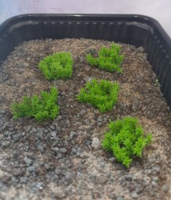 画像3: Reality in Scale[PP010]1/16-1/35 低い茂み-ライトグリーン