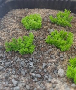 画像4: Reality in Scale[PP010]1/16-1/35 低い茂み-ライトグリーン