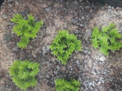 画像7: Reality in Scale[PP010]1/16-1/35 低い茂み-ライトグリーン