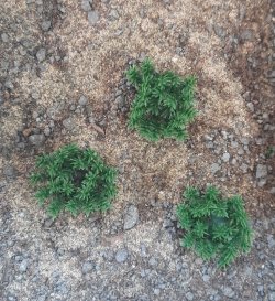 画像5: Reality in Scale[PP011]1/16-1/35 低い茂み-ダークグリーン