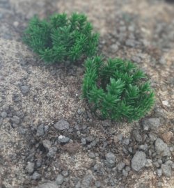 画像6: Reality in Scale[PP011]1/16-1/35 低い茂み-ダークグリーン