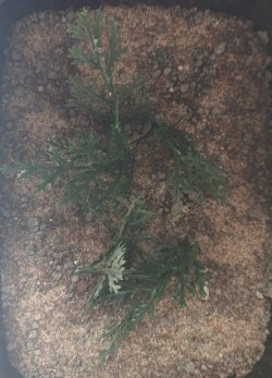 画像4: Reality in Scale[PP013]1/16-1/35 高い茂み-ダークグリーン