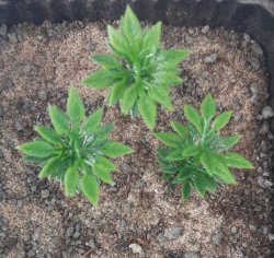 画像4: Reality in Scale[PP014]1/16-1/35 小さな木/高い茂み タイプ1-ダークスプリンググリーン