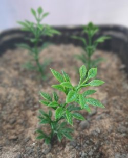 画像5: Reality in Scale[PP014]1/16-1/35 小さな木/高い茂み タイプ1-ダークスプリンググリーン