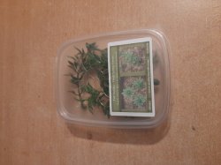 画像6: Reality in Scale[PP014]1/16-1/35 小さな木/高い茂み タイプ1-ダークスプリンググリーン