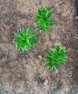 画像4: Reality in Scale[PP015]1/16-1/35 小さな木/高い茂み タイプ2-フェイデッドグリーン