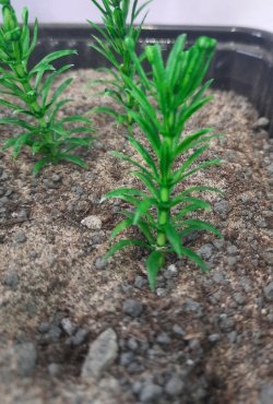 画像5: Reality in Scale[PP015]1/16-1/35 小さな木/高い茂み タイプ2-フェイデッドグリーン