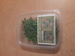 画像7: Reality in Scale[PP015]1/16-1/35 小さな木/高い茂み タイプ2-フェイデッドグリーン