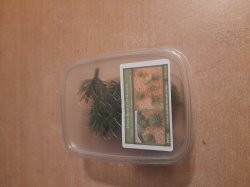 画像5: Reality in Scale[PP016]1/16-1/35 砂漠の茂み タイプ1-ダークグリーン