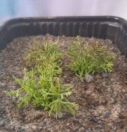 画像3: Reality in Scale[PP017]1/16-1/35 砂漠の茂み タイプ2-ライトグリーン