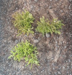 画像4: Reality in Scale[PP017]1/16-1/35 砂漠の茂み タイプ2-ライトグリーン