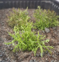 画像5: Reality in Scale[PP017]1/16-1/35 砂漠の茂み タイプ2-ライトグリーン