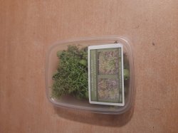 画像6: Reality in Scale[PP017]1/16-1/35 砂漠の茂み タイプ2-ライトグリーン