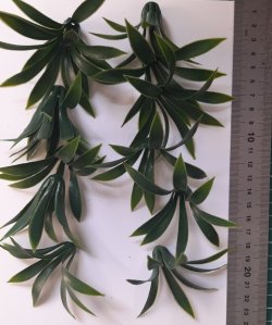 画像3: Reality in Scale[PP018]1/16-1/35 砂漠の大型植物 ダークグリーン