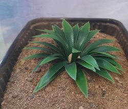 画像4: Reality in Scale[PP018]1/16-1/35 砂漠の大型植物 ダークグリーン