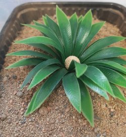 画像5: Reality in Scale[PP018]1/16-1/35 砂漠の大型植物 ダークグリーン