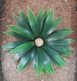 画像6: Reality in Scale[PP018]1/16-1/35 砂漠の大型植物 ダークグリーン