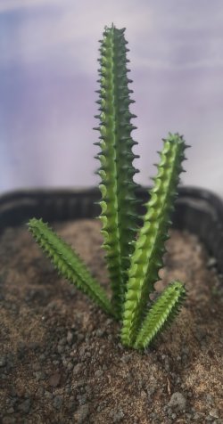 画像4: Reality in Scale[PP019]1/16-1/35 砂漠の大型サボテン