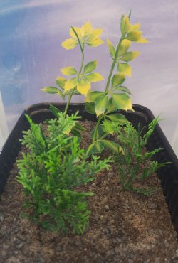 画像4: Reality in Scale[PP020]1/16-1/35 ジャングルの植物セット1 植物2種類入