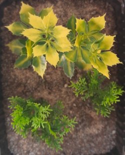 画像6: Reality in Scale[PP020]1/16-1/35 ジャングルの植物セット1 植物2種類入