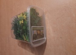 画像8: Reality in Scale[PP020]1/16-1/35 ジャングルの植物セット1 植物2種類入