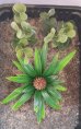 画像5: Reality in Scale[PP021]1/16-1/35 ジャングルの植物セット2 植物2種類入