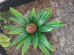 画像6: Reality in Scale[PP021]1/16-1/35 ジャングルの植物セット2 植物2種類入