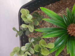 画像7: Reality in Scale[PP021]1/16-1/35 ジャングルの植物セット2 植物2種類入