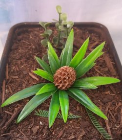 画像9: Reality in Scale[PP021]1/16-1/35 ジャングルの植物セット2 植物2種類入