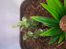 画像10: Reality in Scale[PP021]1/16-1/35 ジャングルの植物セット2 植物2種類入