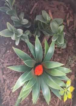 画像5: Reality in Scale[PP022]1/16-1/35 ジャングルの植物セット3 植物2種類入