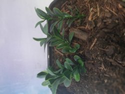 画像6: Reality in Scale[PP022]1/16-1/35 ジャングルの植物セット3 植物2種類入