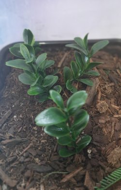 画像7: Reality in Scale[PP022]1/16-1/35 ジャングルの植物セット3 植物2種類入