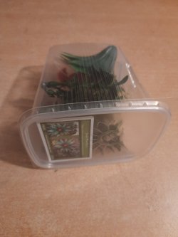 画像9: Reality in Scale[PP022]1/16-1/35 ジャングルの植物セット3 植物2種類入