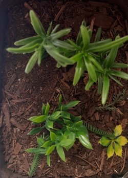 画像4: Reality in Scale[PP023]1/16-1/35 ジャングルの植物セット4 植物2種類入