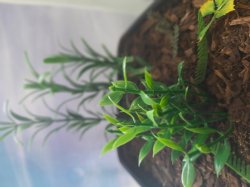 画像7: Reality in Scale[PP023]1/16-1/35 ジャングルの植物セット4 植物2種類入