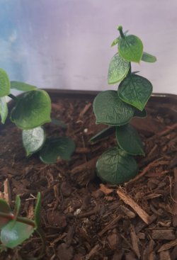 画像5: Reality in Scale[PP024]1/16-1/35 ジャングルの植物セット5 植物2種類入