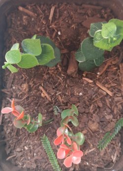 画像7: Reality in Scale[PP024]1/16-1/35 ジャングルの植物セット5 植物2種類入