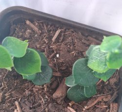 画像8: Reality in Scale[PP024]1/16-1/35 ジャングルの植物セット5 植物2種類入