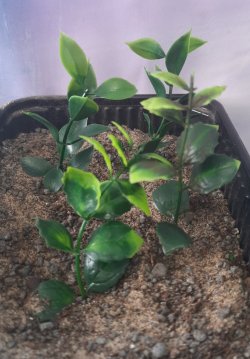 画像4: Reality in Scale[PP025]1/16-1/35 ジャングルの植物セット6 植物2種類入